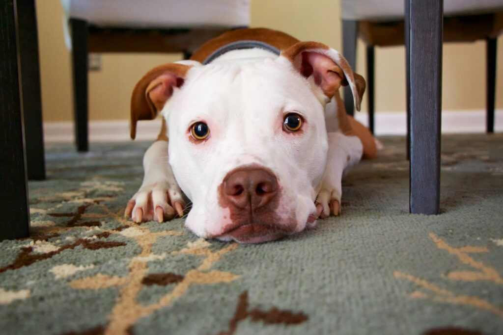 Ontwormen hond Ontwormen hond